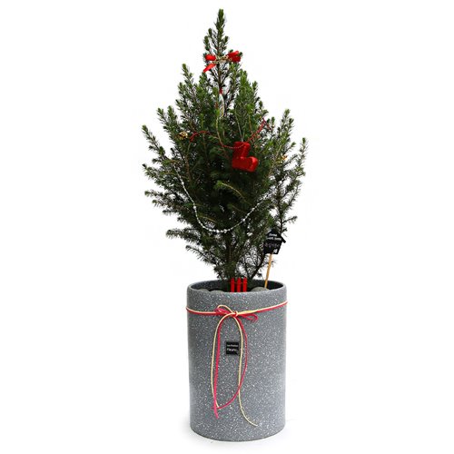 크리스마스 트리 나무 독일가문비 크리스마스 나무 크리스마스 화분