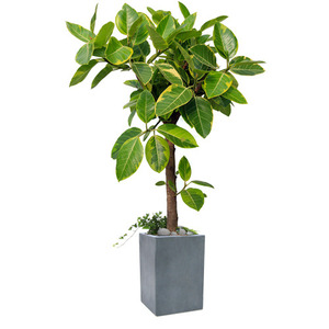 뱅갈고무나무 (1호) 개업화분 실내공기정화식물 공기정화식물