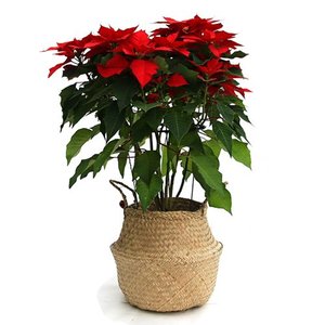 크리스마스 포인세티아 화분 관엽식물