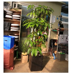 쥬필란다스 홍콩대엽 공기정화식물