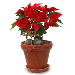 크리스마스 화분 포인세티아 관엽식물