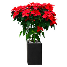 포인세티아 크리스마스화분 크리스마스 식물 포인세티아 화분 꽃배달