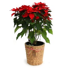크리스마스 포인세티아 관엽식물 전시회화분 사무실 화분