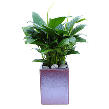 스파트필름 공기정화식물 실내공기정화식물 키우기쉬운식물 화분